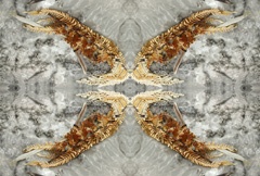 IMG_0827Mod2a